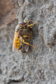 European beewolf
