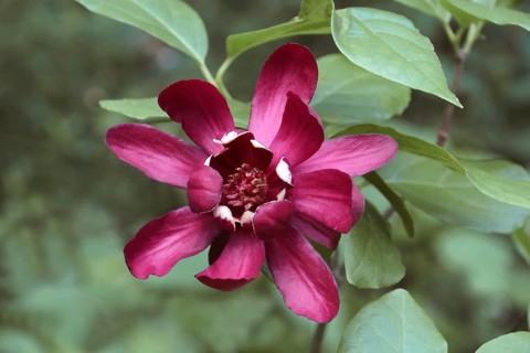 Eastern sweetshrub