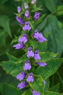 Blue cardinal flower