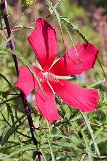 Scarlet rose mallow