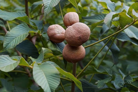 Yellow buckeye