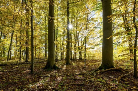 European beech forest