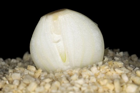 Halved fresh onion lying on freeze-dried onion flakes