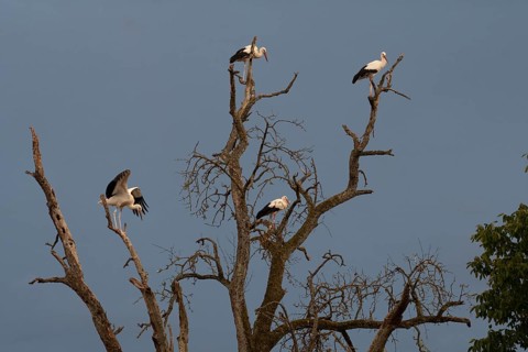White stork
