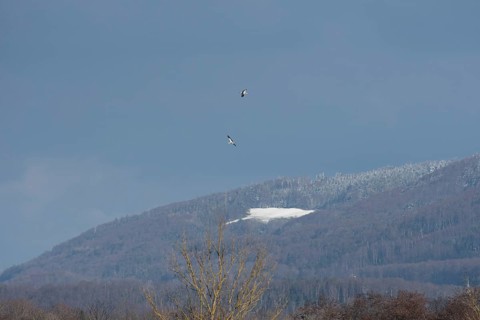 White stork