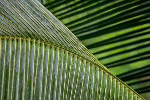 Palm leaves
