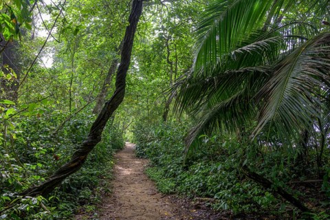 Path through the rainforest