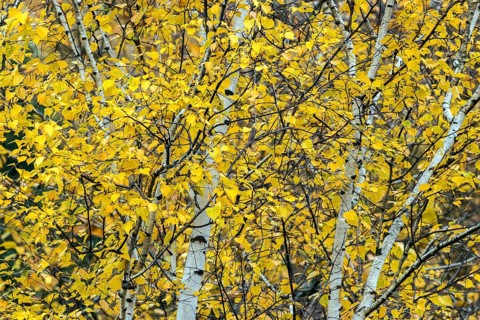 Birch