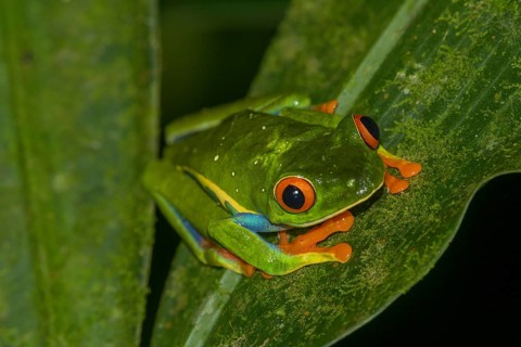 Red-eyed tree frog