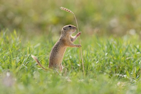 European ground squirrel