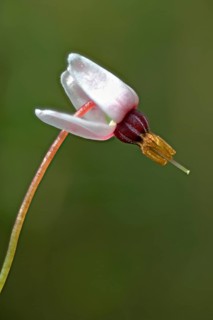 swamp cranberry