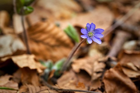 Flowering liverwort