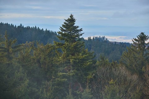 Fog flying over Norway spruce