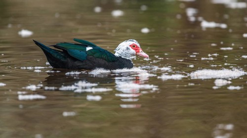 Muscovy Duck