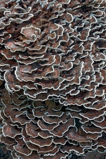 Turkey tail