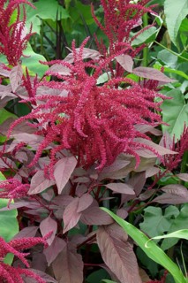 Red amaranth
