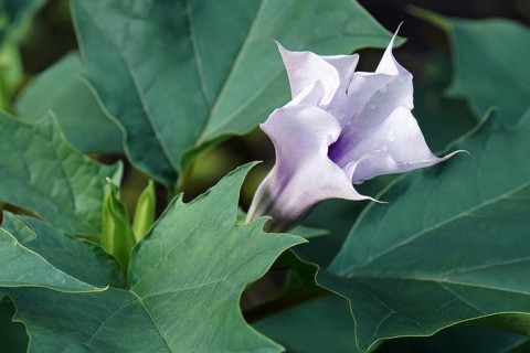 Jimsonweed