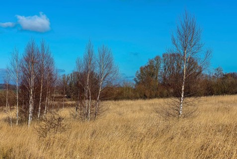 Nature reserve at the Mellnitz Ueselitzer Wiek on Ruegen