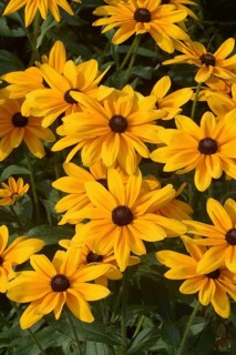Black-eyed Susan