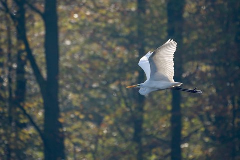 Great egret