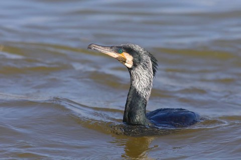 Great Cormorant
