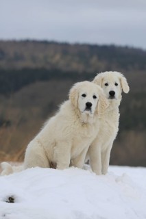 Kuvasz and Podlahanski sitting in the snow