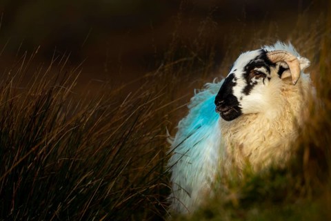 Domestic sheep