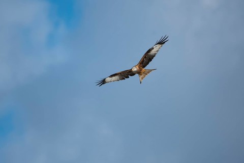 Red kite