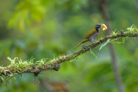 Big-footed Sparrow