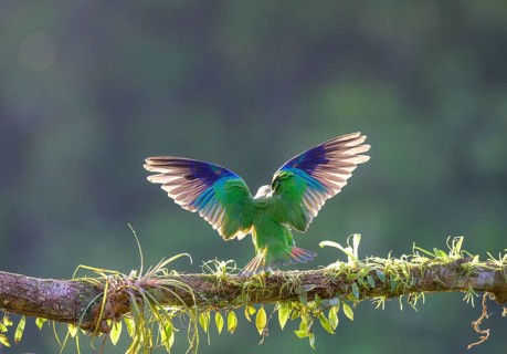 Brown-hooded parrot