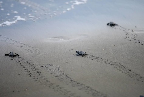 Newly hatched olive ridley sea turtles