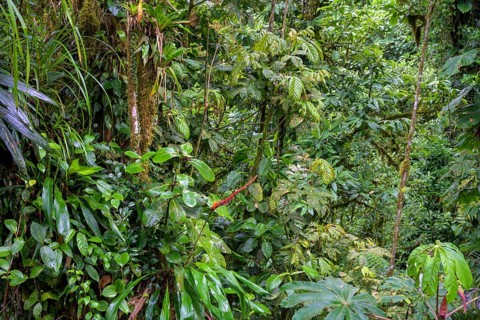 Rainforest in Selvatura Park seen from a suspension bridge