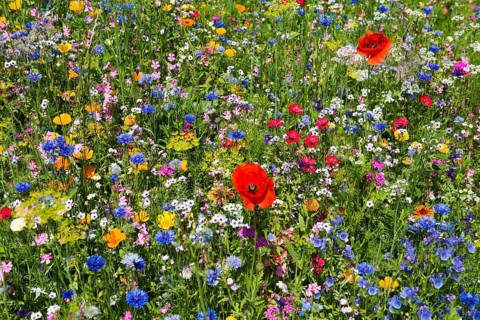 Flower meadow for insects