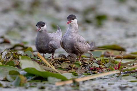 Two White-bearded Terns