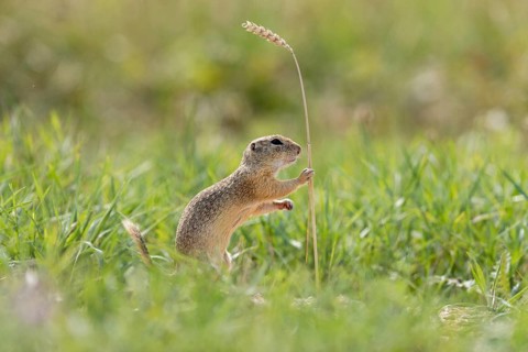 European ground squirrel