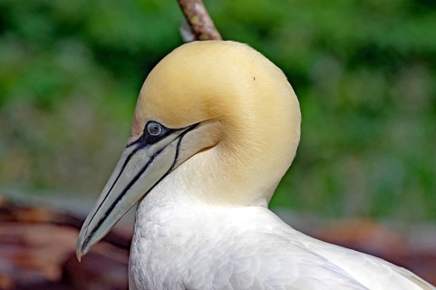 Head of a Northern Gannet