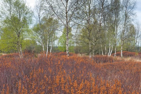 Bog myrtle