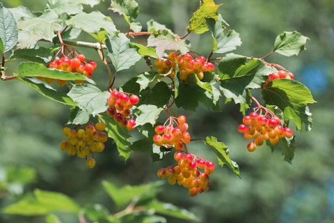 Guelder rose