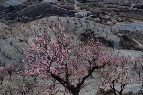 Blossoming almond tree