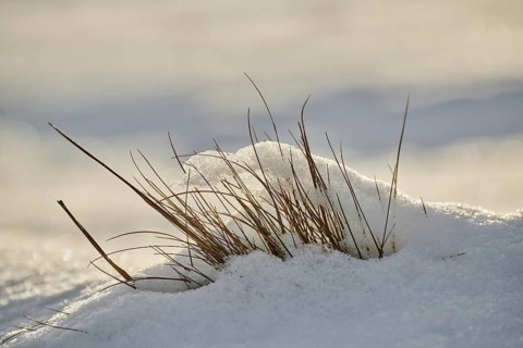 Blades of grass growing out of the snow
