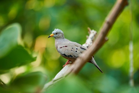 Croaking ground dove