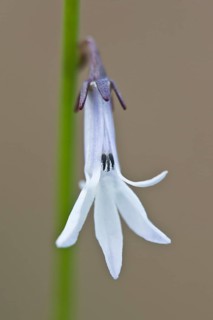 Water lobelia