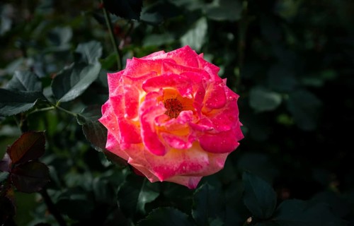 Shrub rose