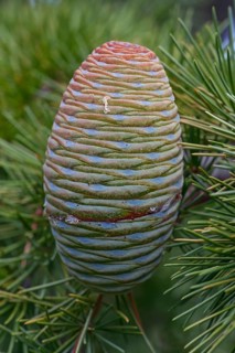Deodar cedar
