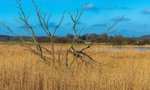 Dead trees