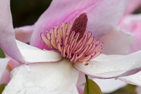 Daybreak magnolia