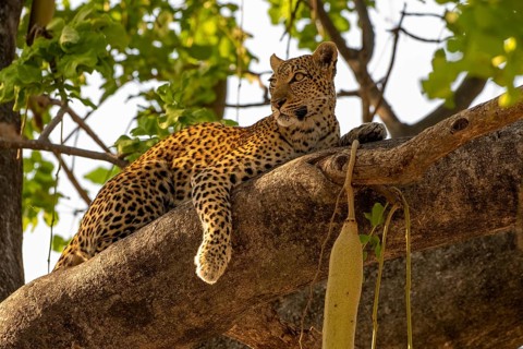 African leopard