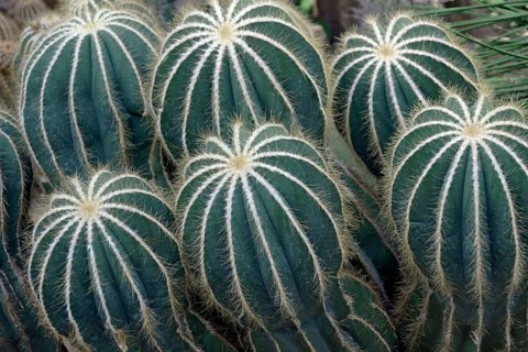 Ball cactus