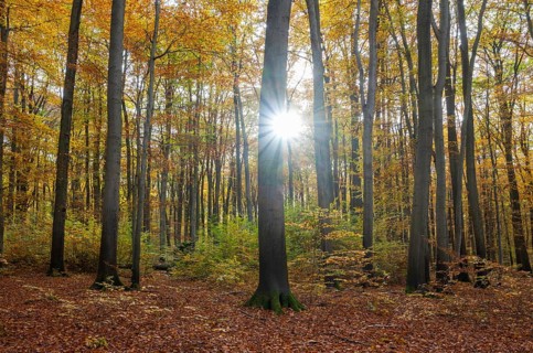 European beech forest