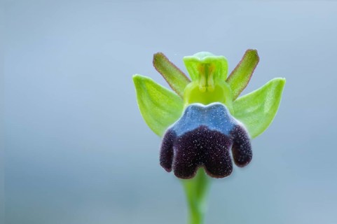 Sombre bee-orchid
